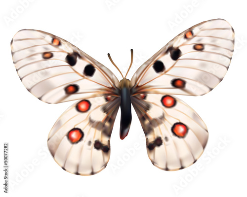 small apollo-Phoebus apollo