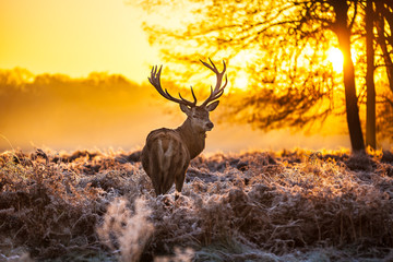 Deken met foto Hert Edelhert baadt in gouden ochtendlicht  © arturas kerdokas