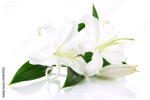 Fototapeta Naklejka Na Ścianę i Meble -  Beautiful lily, isolated on white