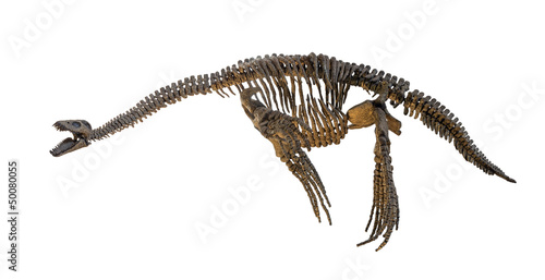 Plesiosaurus skeleton isolated
