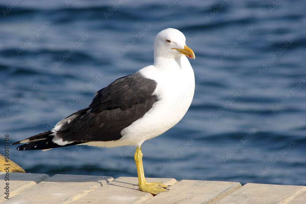Fototapeta premium Black backed gull