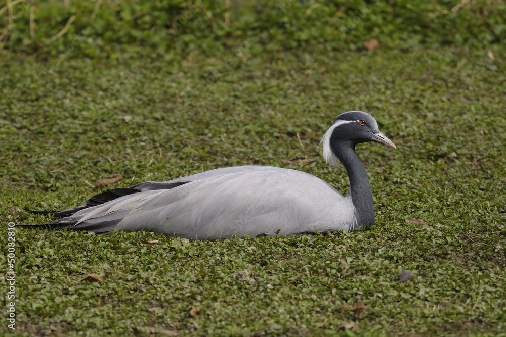 Obraz premium Demoiselle Crane, Anthropoides virgo