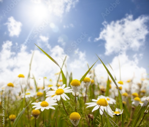 field of daisy flowers