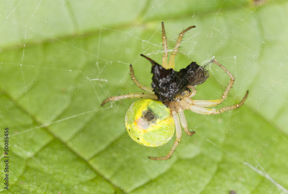 Naklejka premium Cucumber spider with caught insect, macro photo