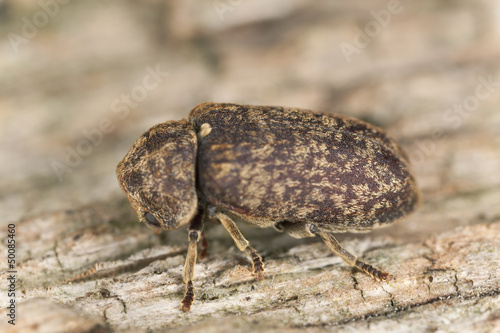 Death watch beetle, Xestobium rufovillosum on wood