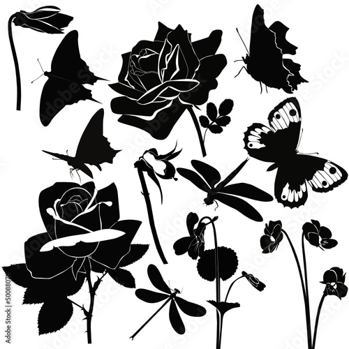 flowers insect butterfly violet rose isolated