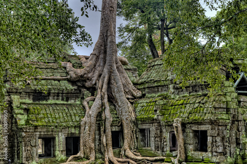 Tree Growing out of Angkor Wat Temple photo