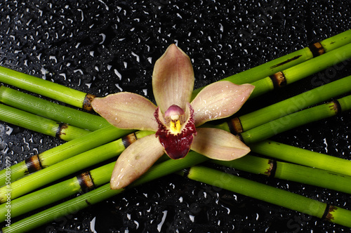 set of bamboo stem and orchid on wet black background