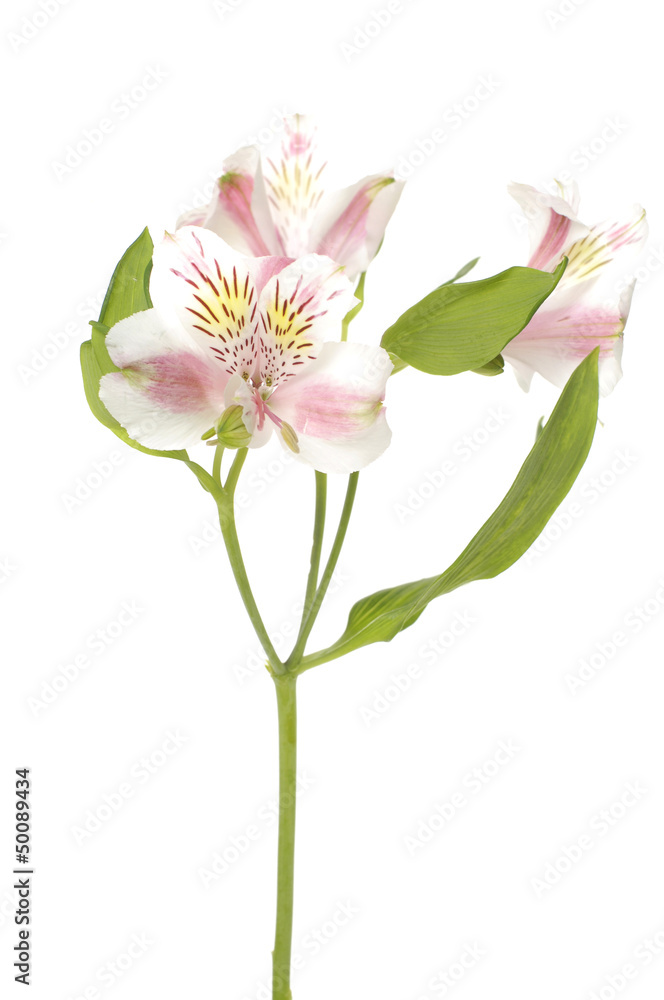 Tropical orchid over white Tropical orchid over white