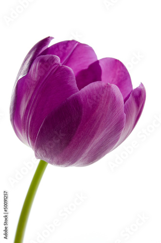 Fototapeta Naklejka Na Ścianę i Meble -  Lila Tulpe