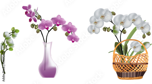 pink and white isolated orchid flowers
