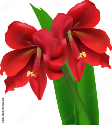Fototapeta Naklejka Na Ścianę i Meble -  red amaryllises and green leaves