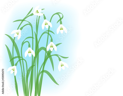 Snowdrops. Greeting card with first spring flowers.