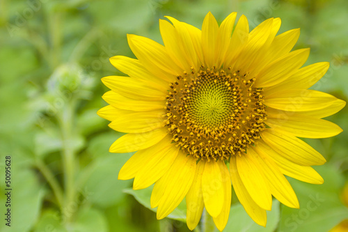 Closeup Sunflowers on the field