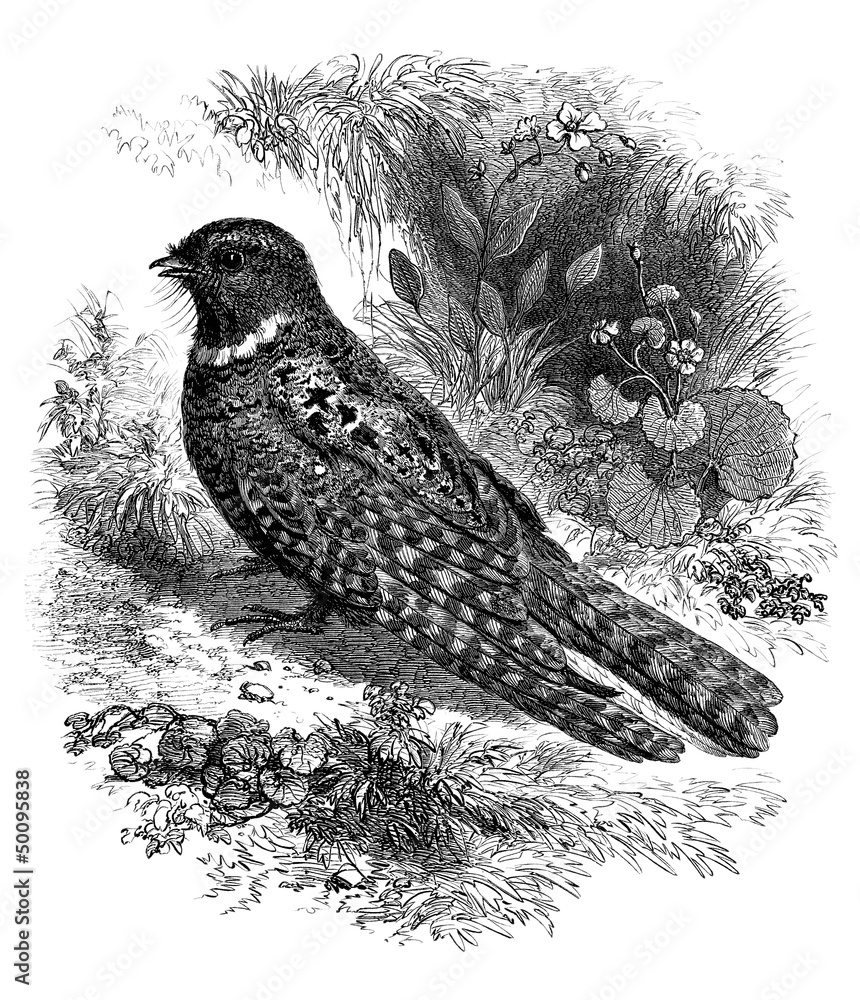 Fototapeta premium Bird : Nightjar - Caprimulgus Vociferus - Engoulevent