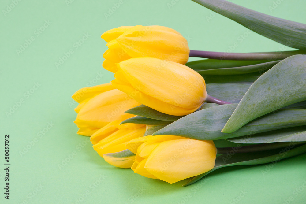 Obraz premium few yellow tulips