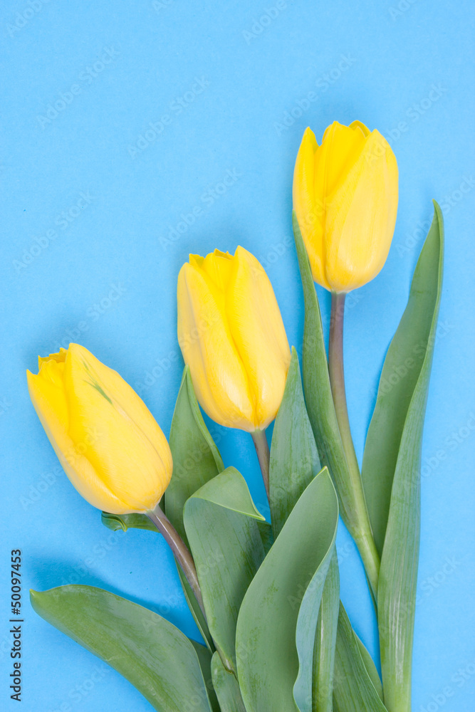 Obraz premium fresh tulips