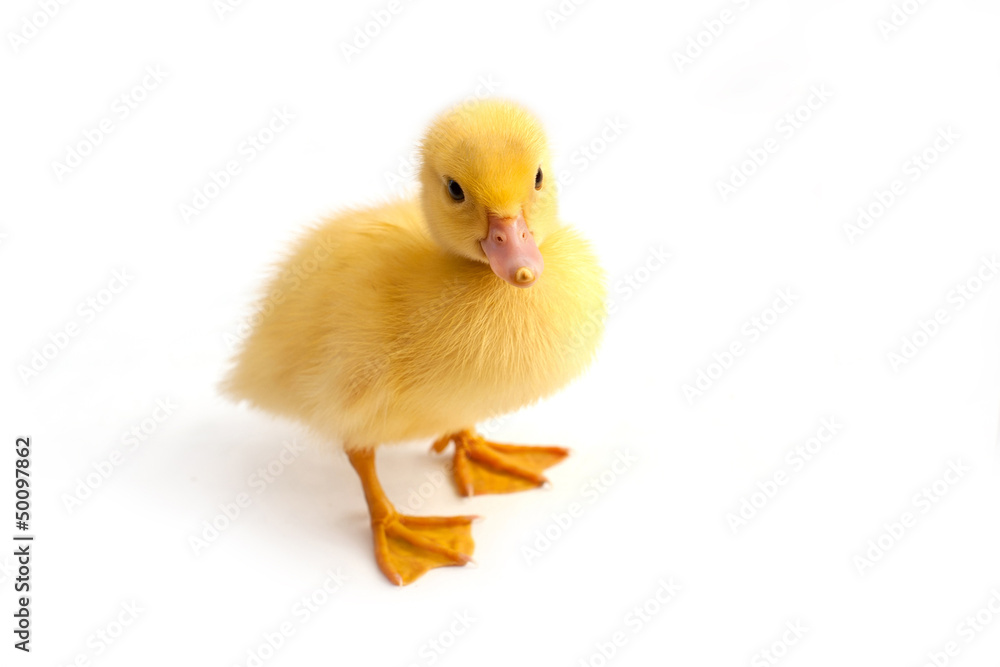 Cute domestic duckling isolated on white background. Cute domestic duckling isolated on white background.