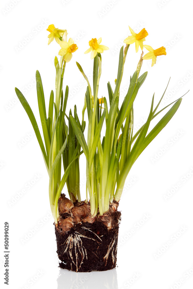 narcissus flowers isolated on white background