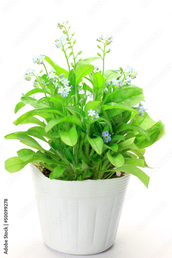 Naklejka premium forget-me-not