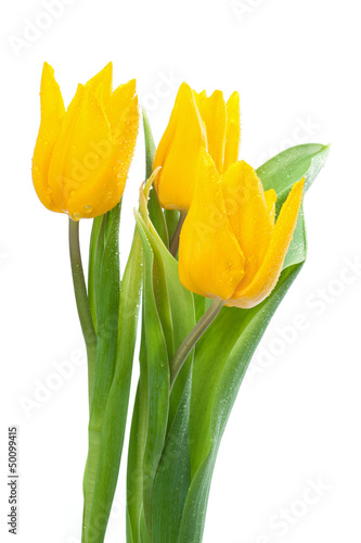 Bouquet of Yellow Tulips