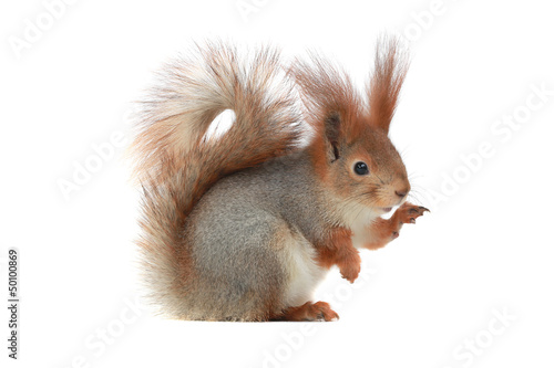 squirrel, photo