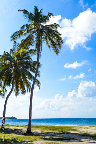 Palm tree and Sky