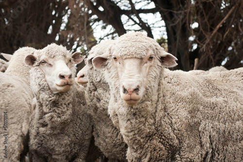Fototapeta Naklejka Na Ścianę i Meble -  sheep portrait