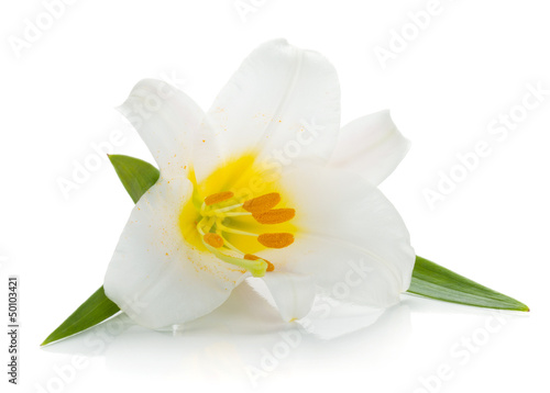 Fototapeta Naklejka Na Ścianę i Meble -  White lily