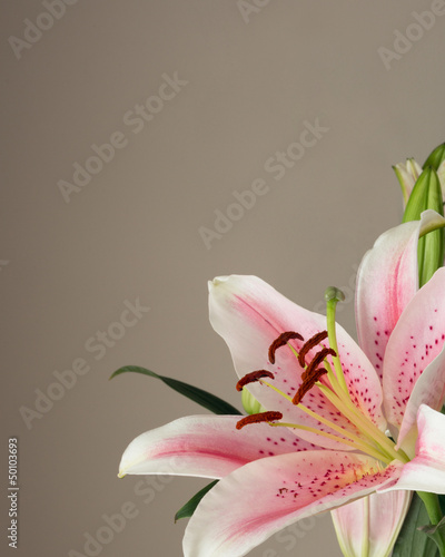 Pink oriental lily.