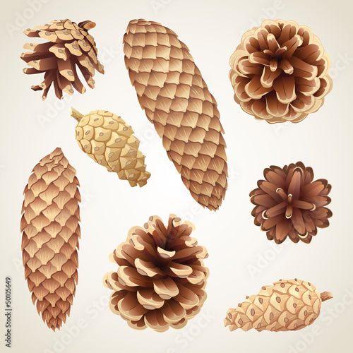 Collection of pinecones and fir cones, eps8 vector illustration