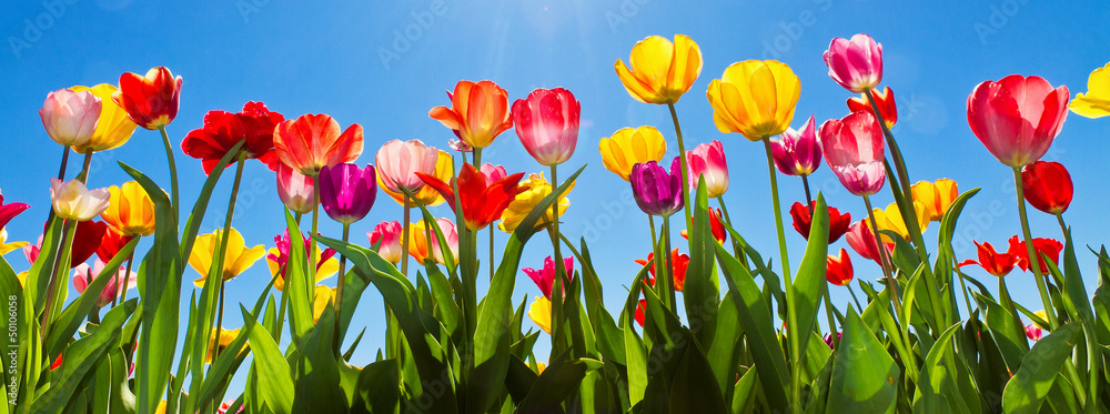Fototapeta premium Tulipany na wiosnę