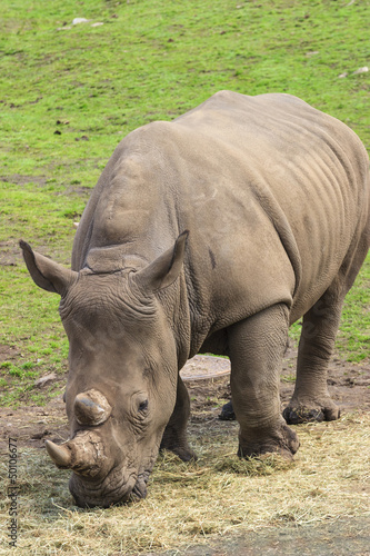 Rhino grazing