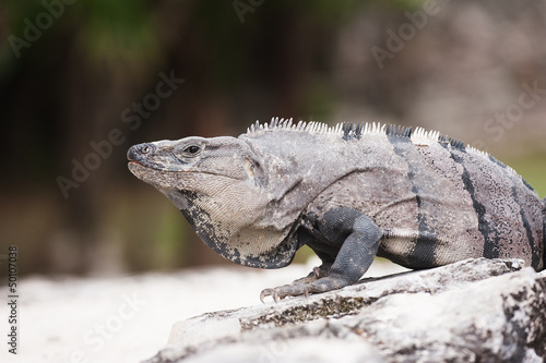 Mexican iguana sitting on the stone ruins © elvistudio