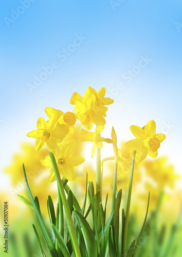 Murais de parede Yellow Daffodils Against a Blue Sky