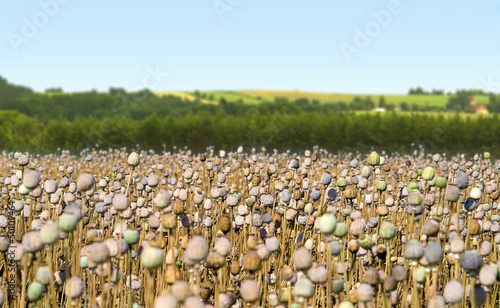 Canvas Print Poppy field