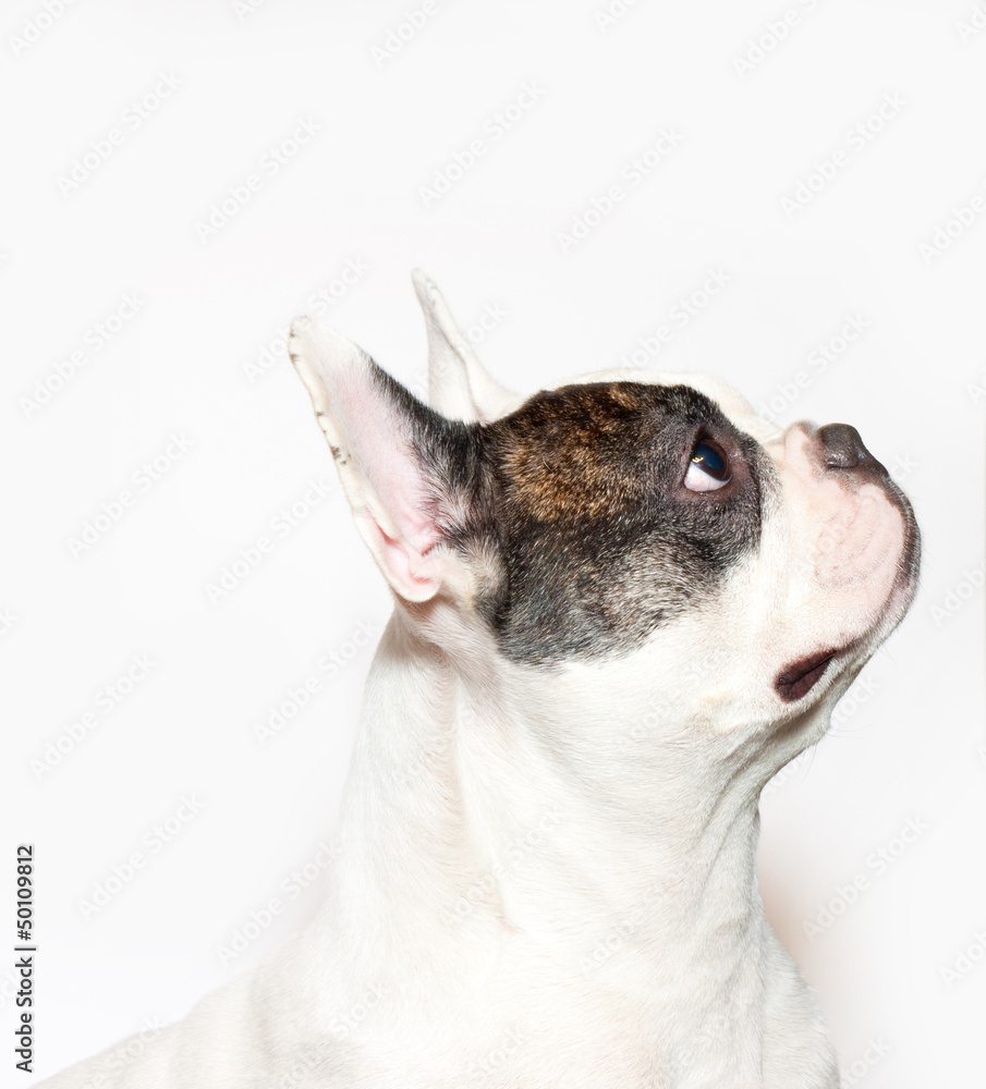 French bulldog portrait on white French bulldog portrait on white