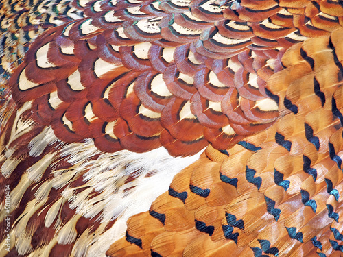 Pheasant feathers background © kalichka