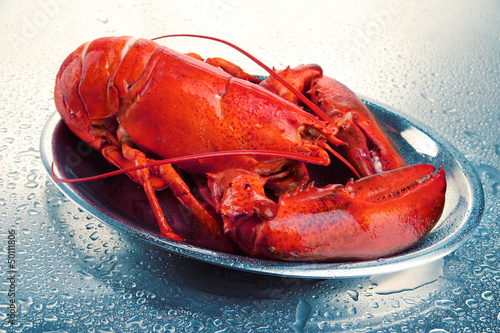 Red lobster on tray, on grey background