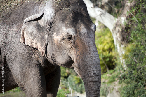 Elefante asiatico