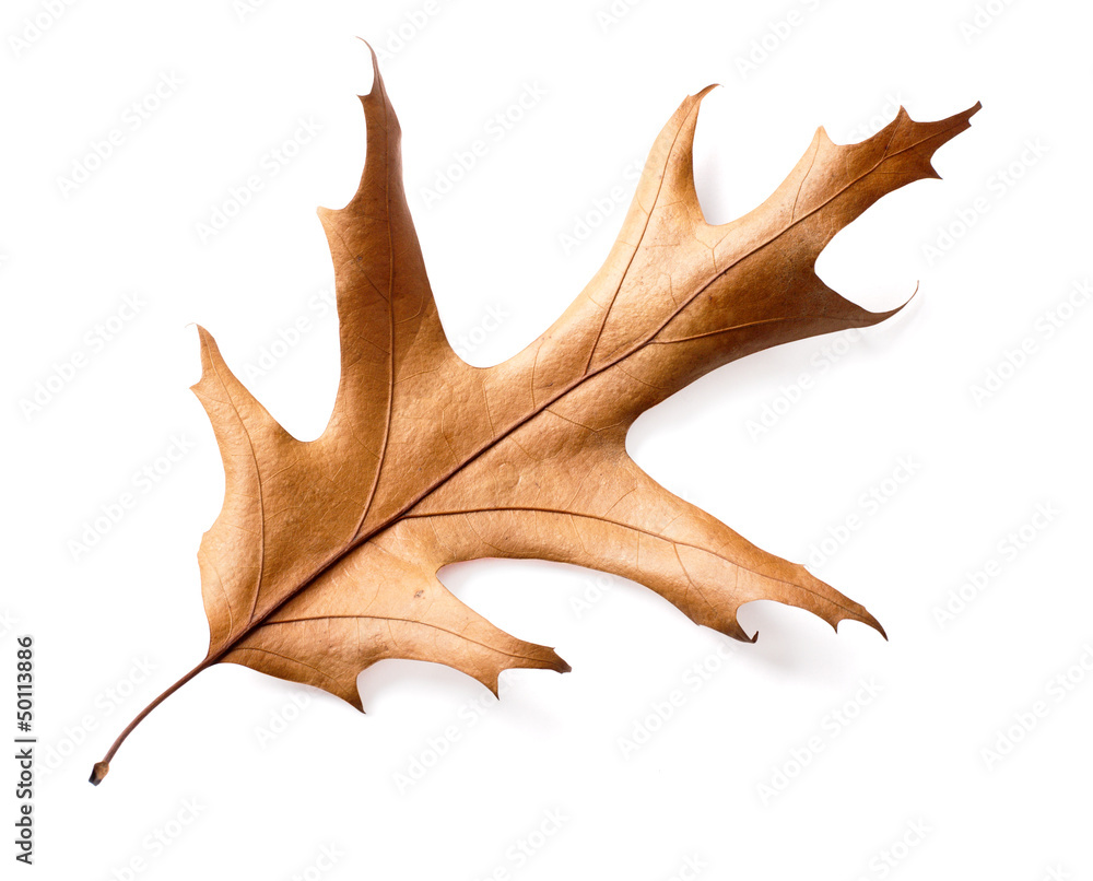 Naklejka premium dry oak leaves isolated on white background