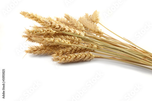 Stalks of wheat ears