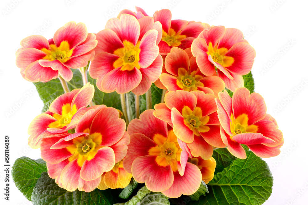Fototapeta premium Primula isolated on a white background