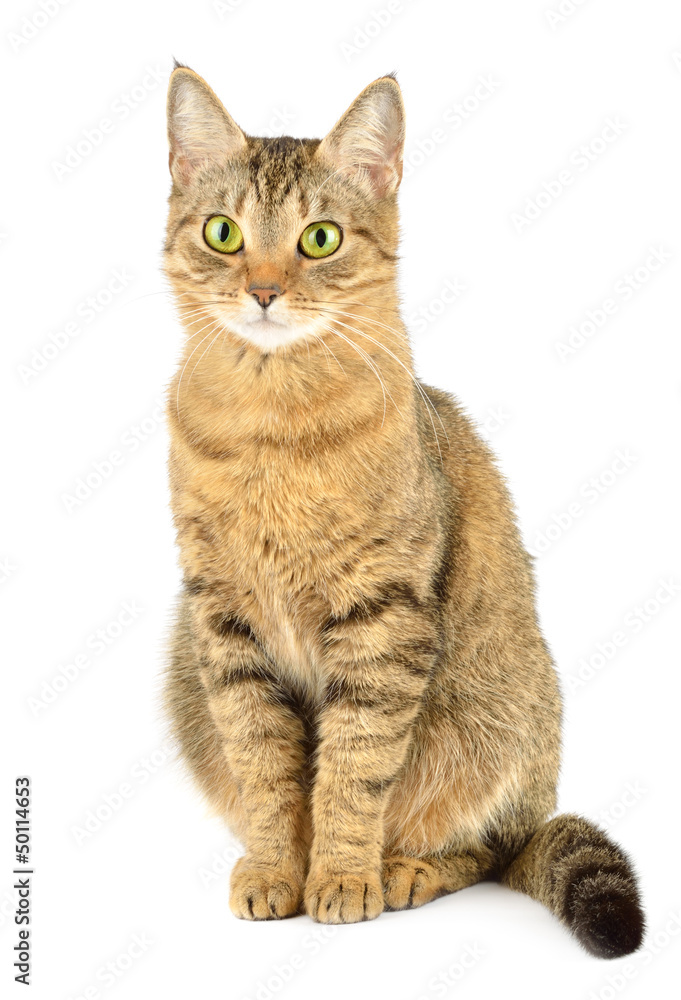 Obraz premium Cat isolated on white