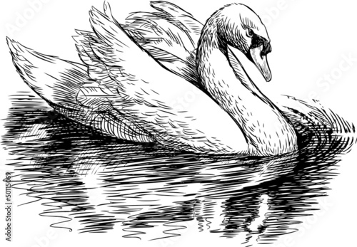 white swan