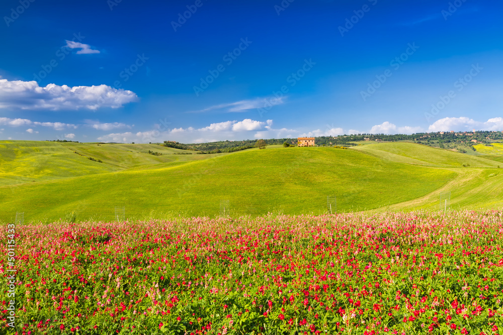 Tuscany landscape in Val d'Orcia with flowers, Pienza, Italy