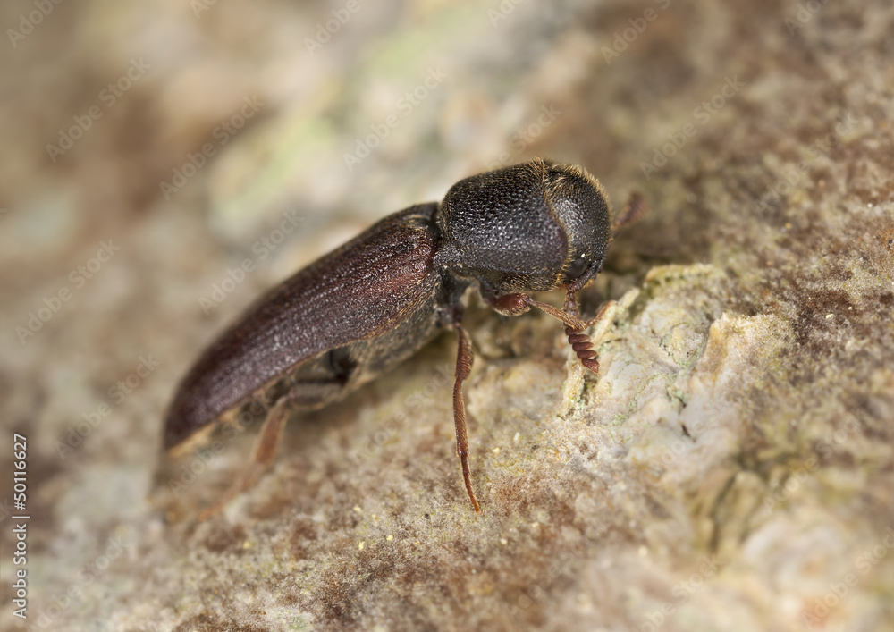 Melasis buprestoides, Eucnemidae on hazle wood, macro photo Melasis buprestoides, Eucnemidae on hazle wood, macro photo