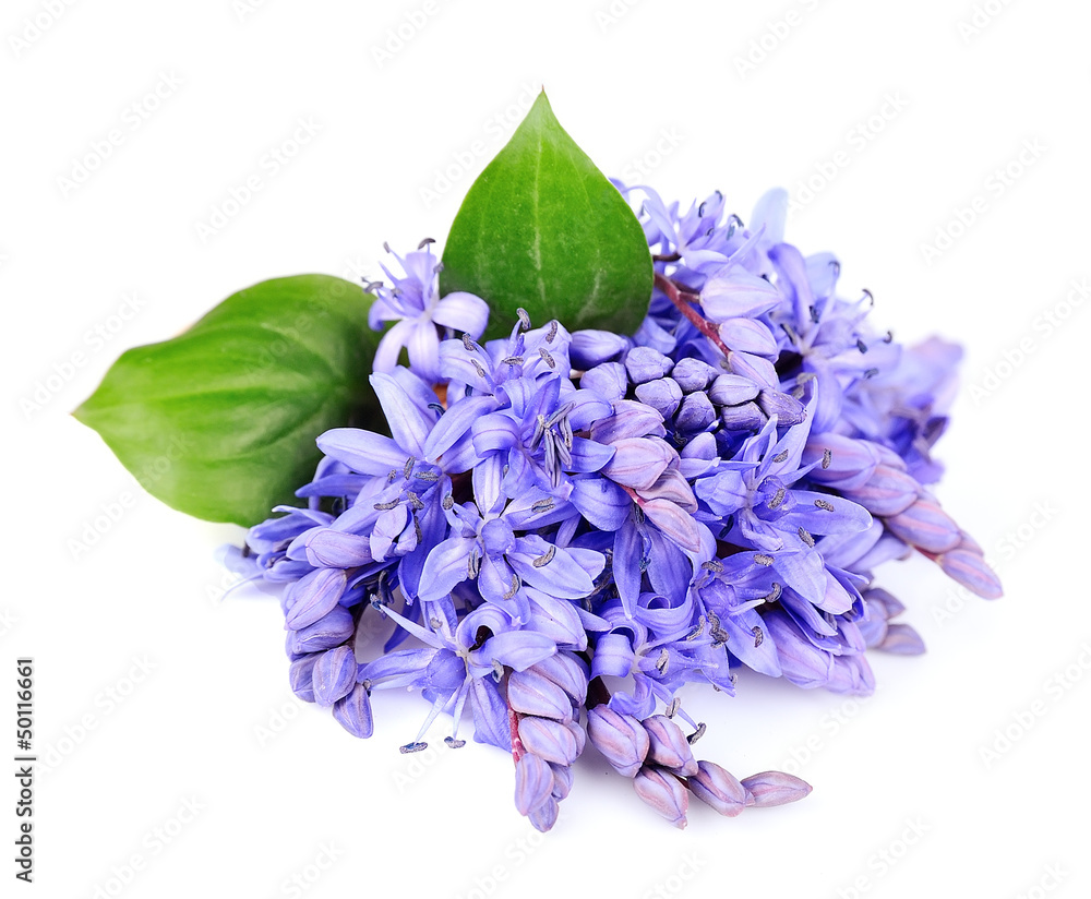 Naklejka premium Violets flowers