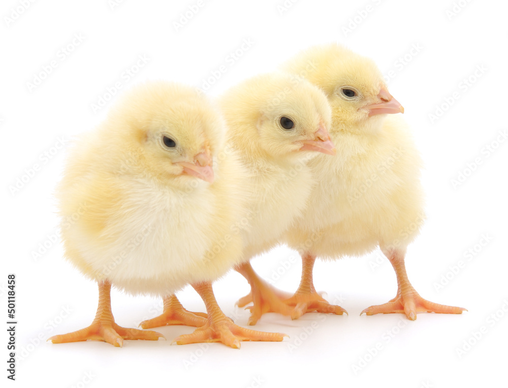 three cute chicks isolated on white three cute chicks isolated on white