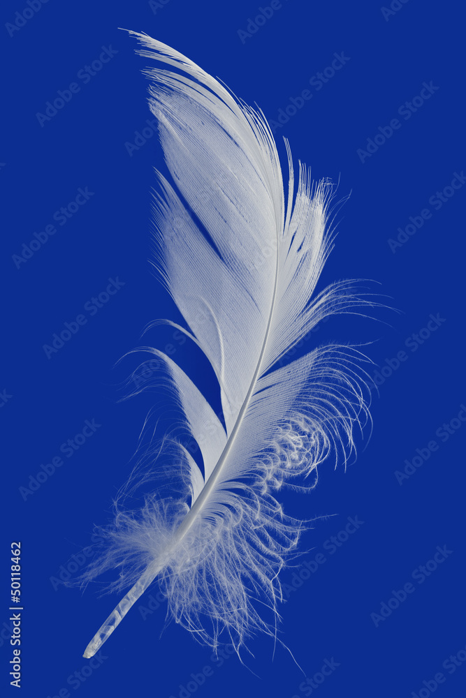 Obraz premium Feather Cut Out